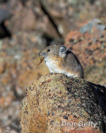 Pika