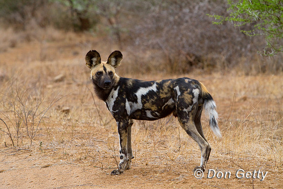 Dog_AW_MG_6048