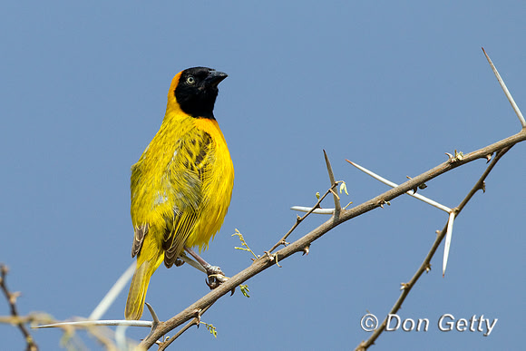 Weaver_Msk_Z2F5472