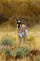 Pronghorn