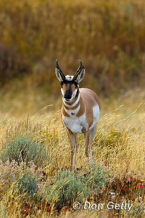 Pronghorn