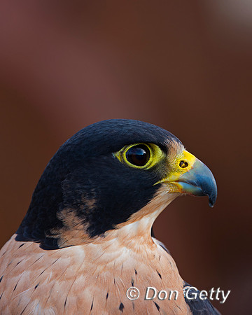 "Falco peregrinus", "Falcon Peregrine", Wyoming