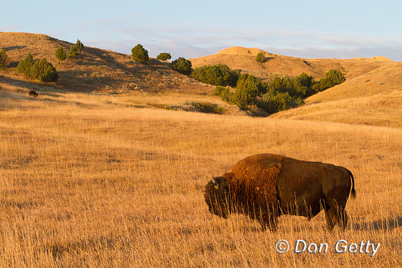 Bison_MG_9062