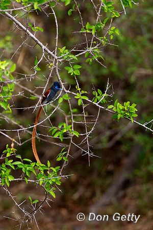 Flycatcher_P_Z2F4311