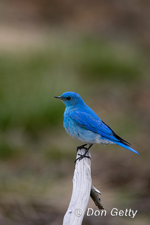 Mountain Bluebird