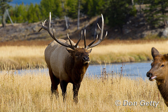 Elk_Z2F9596