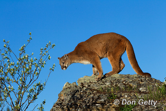 Mt_Lion_BZ2F2144