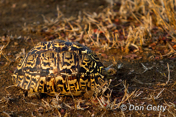 Tortoise_L_MG_5386