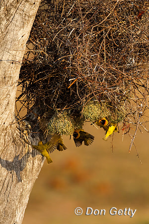 Weaver_Msk_Z2F4987