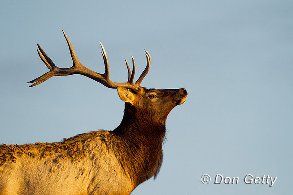 Elk_Z2F0414