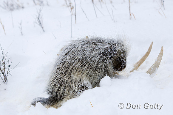 Porcupine_D4B2381