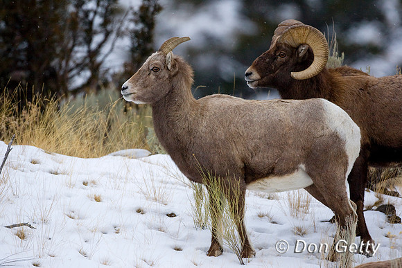 Bighorn Sheep