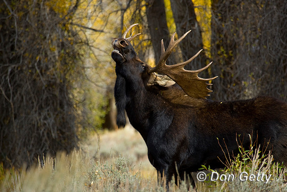 Moose_D4B8717