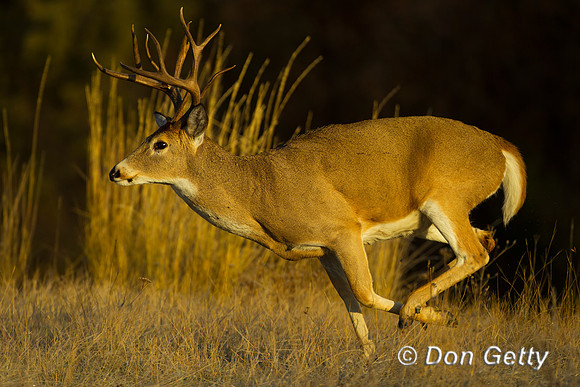 Deer_WtTl_Z2F0082