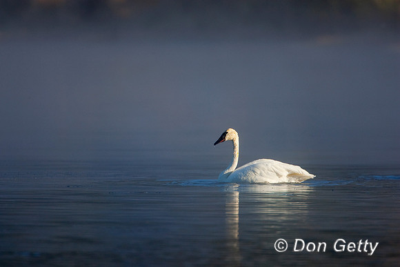 Swan_R8D7495