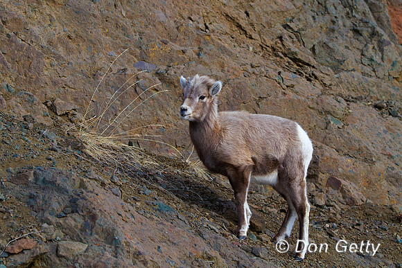 Sheep_BH_MG_8809