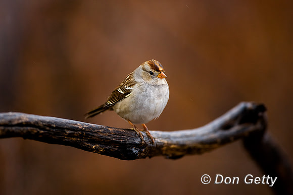 Sparrow_WC_D4B1590