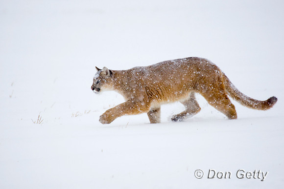 Mt_Lion_D4B2757