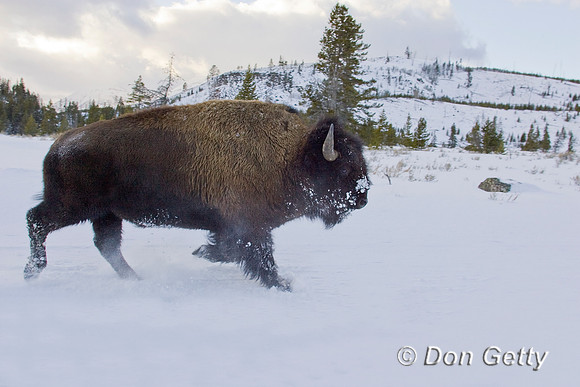 Bison_R8D7981