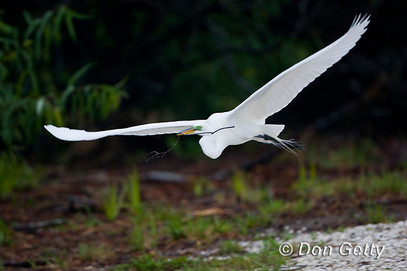 Great Egret