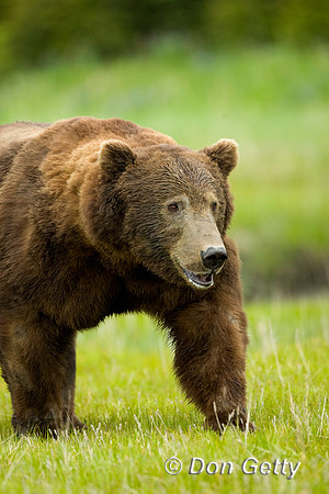 Brown Bear