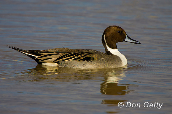 Pintail_N_R8D9645