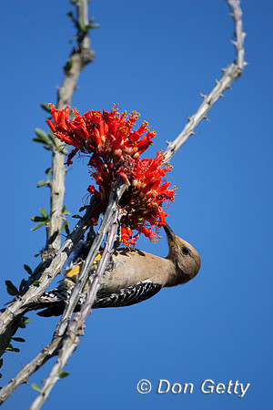 Woodpecker_ GilaMR8D3852