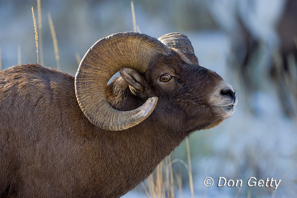 Bighorn Sheep