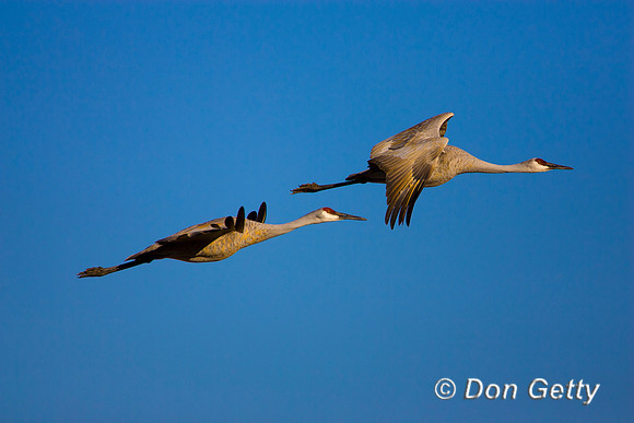 Sandhill Crane