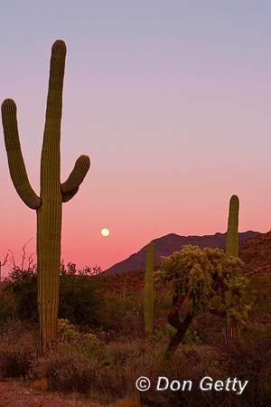 Saguaro_MR8D3911