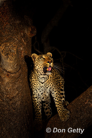 Leopard_Z2F3063