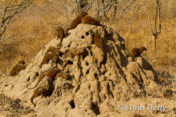 Mongoose_D_MG_3834