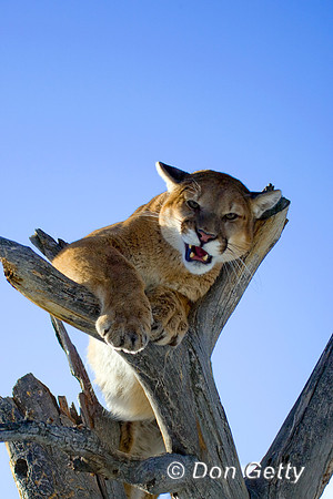 Mt_Lion_D4B0017