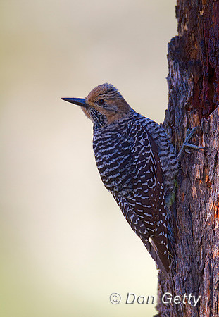 Sapsucker_Will_MG_4888