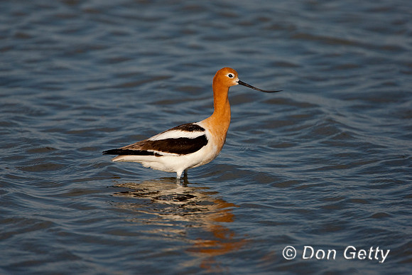 Avocet