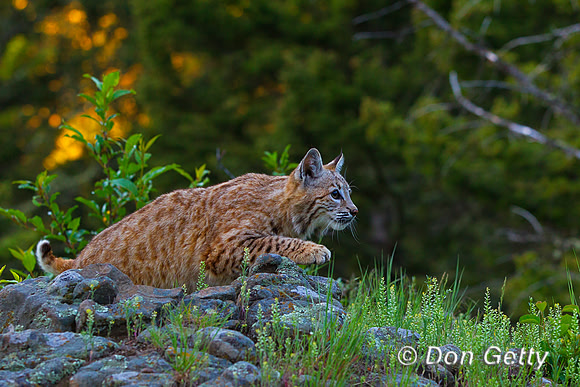 Bobcat_Z2F1607