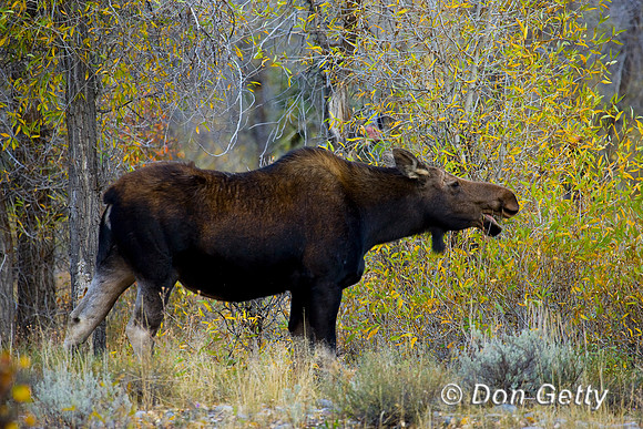 Moose_D4B9001