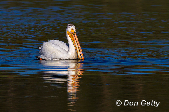Pelican_Wht_MG_5742