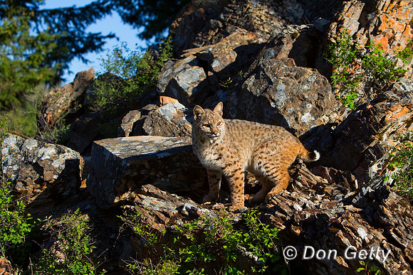 Bobcat_BZ2F2331