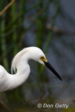 Snowy Egret