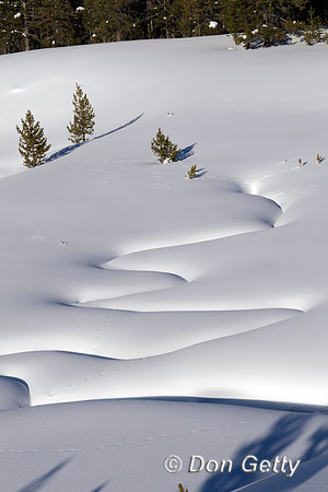 YNP_Z2F9197