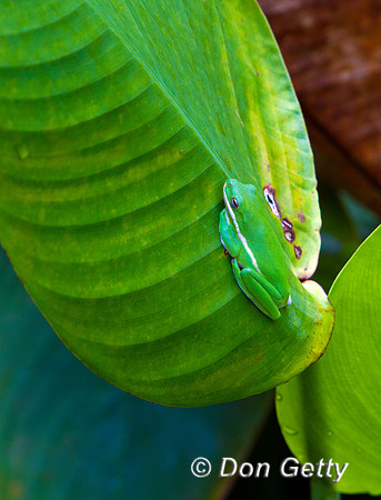 Frog_GT_MG_6962