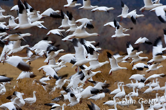 Snow Goose