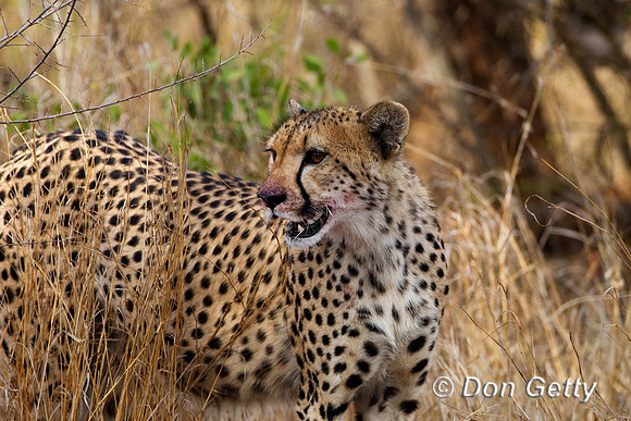 Cheetah_Z2F6643