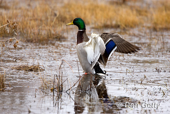 Mallard_R8D1899