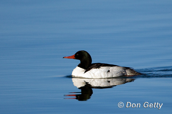 Common Merganser