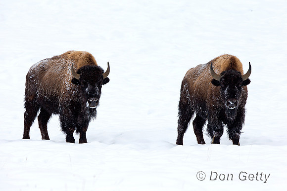 Bison, "Bison bison", Buffalo, Wyoming, "Yellowstone National Park"