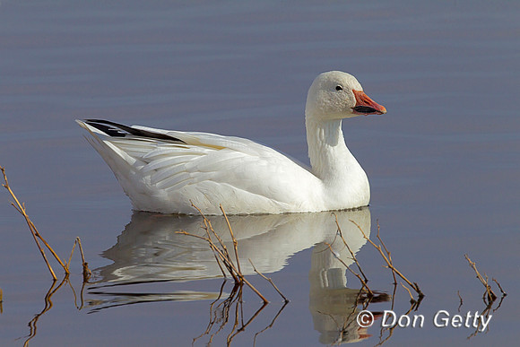Snow Goose