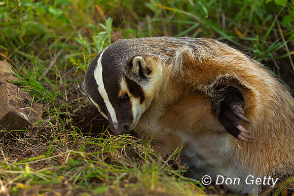 Badger