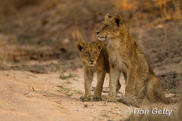 Lion_Z2F5070